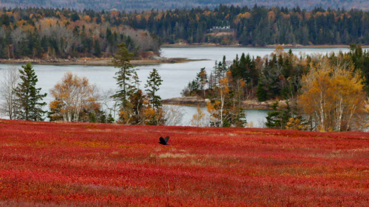 Mason Bay October Barrens