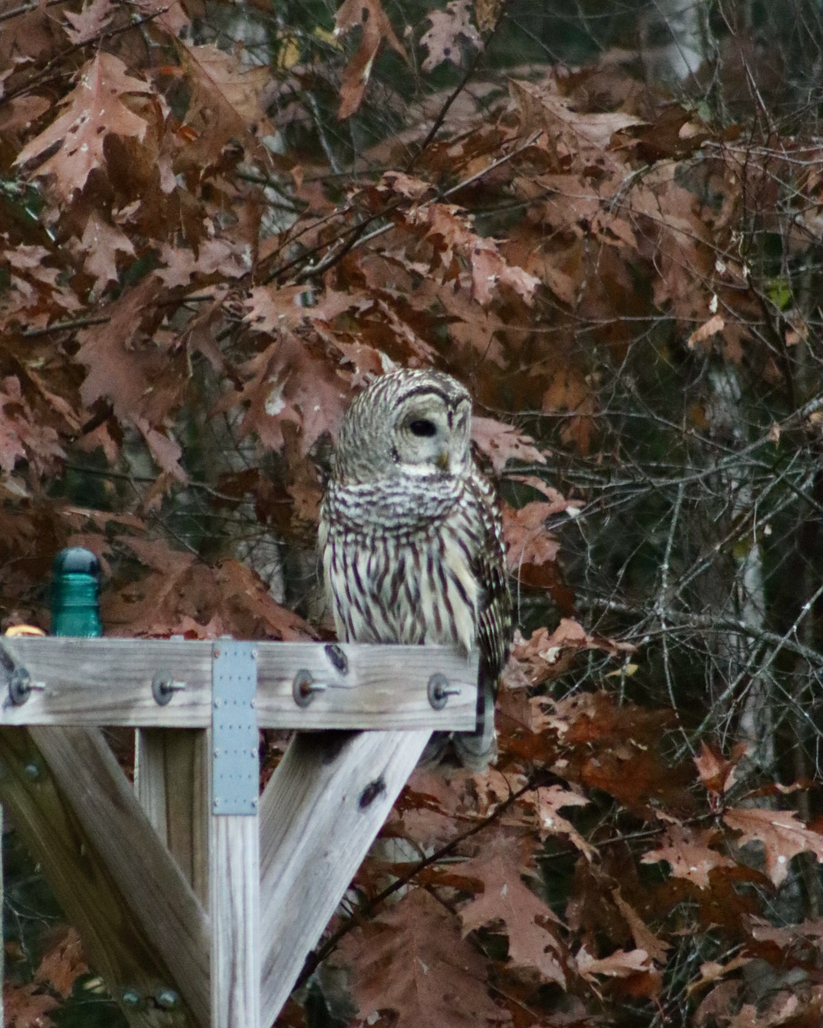 barred owl