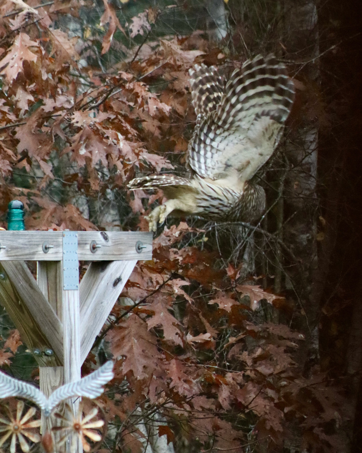 barred owl in maine