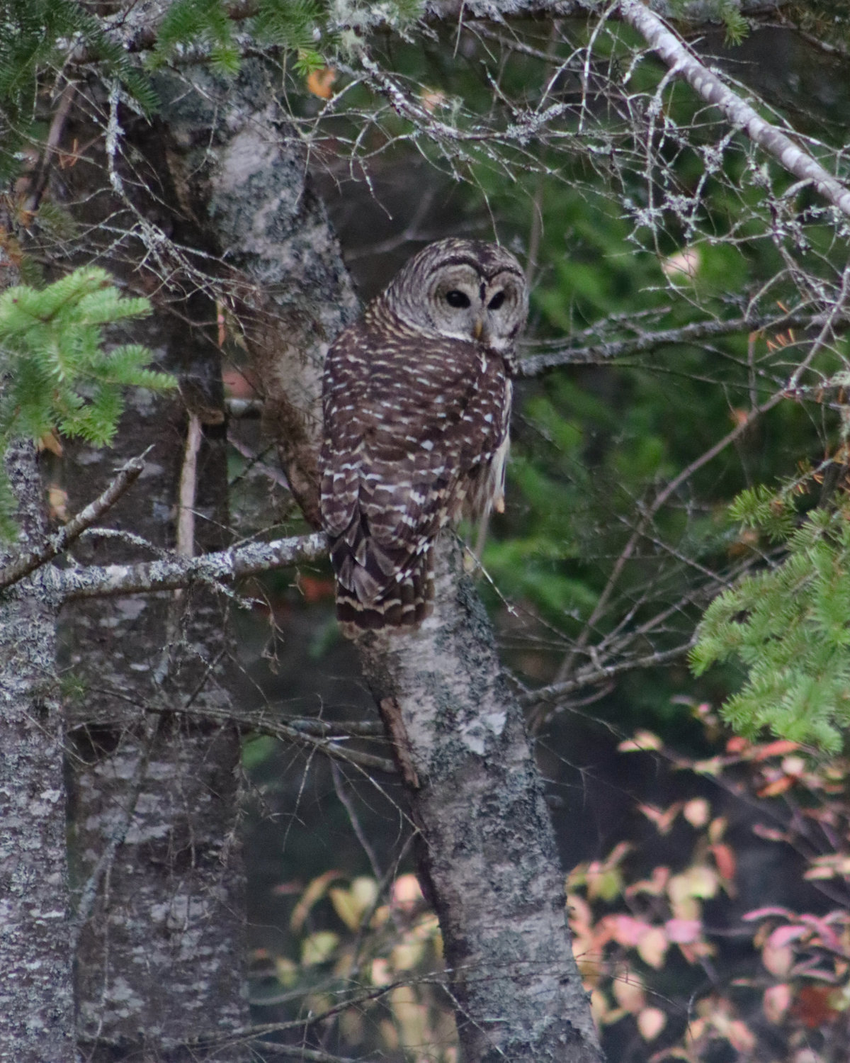 barred owl by the pond