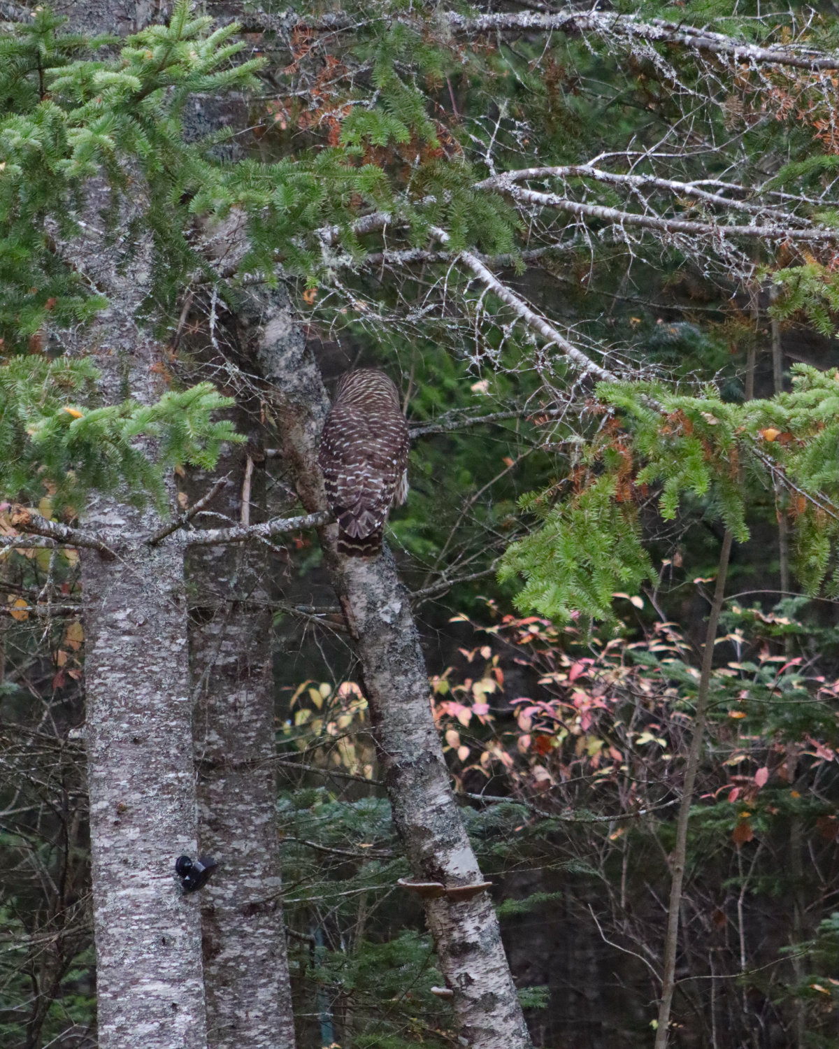 barred owl by the pond