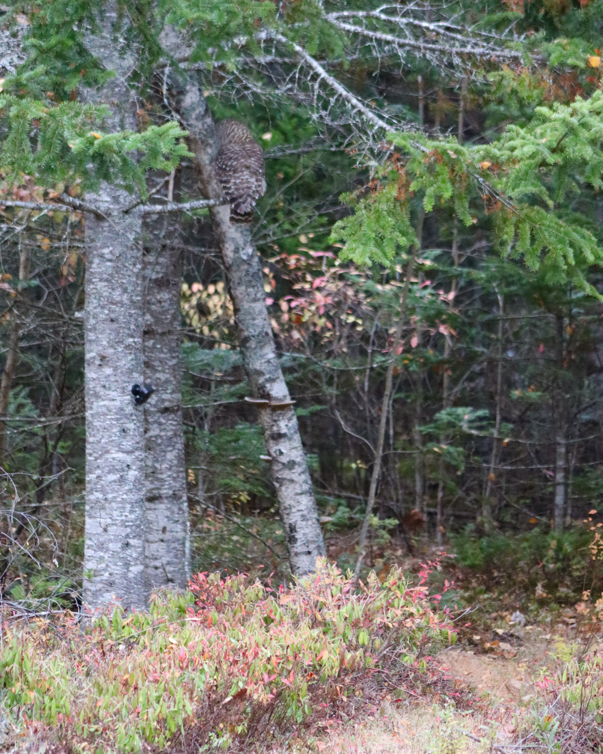 barred owl in maine