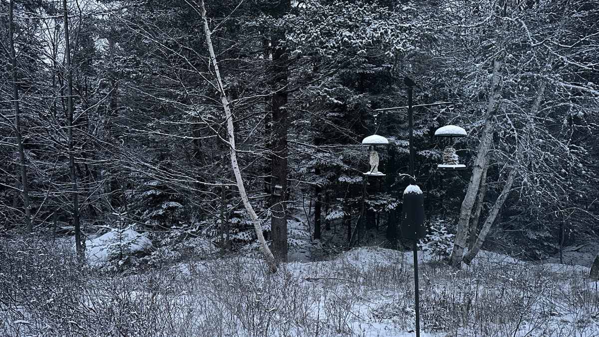 a white christmas