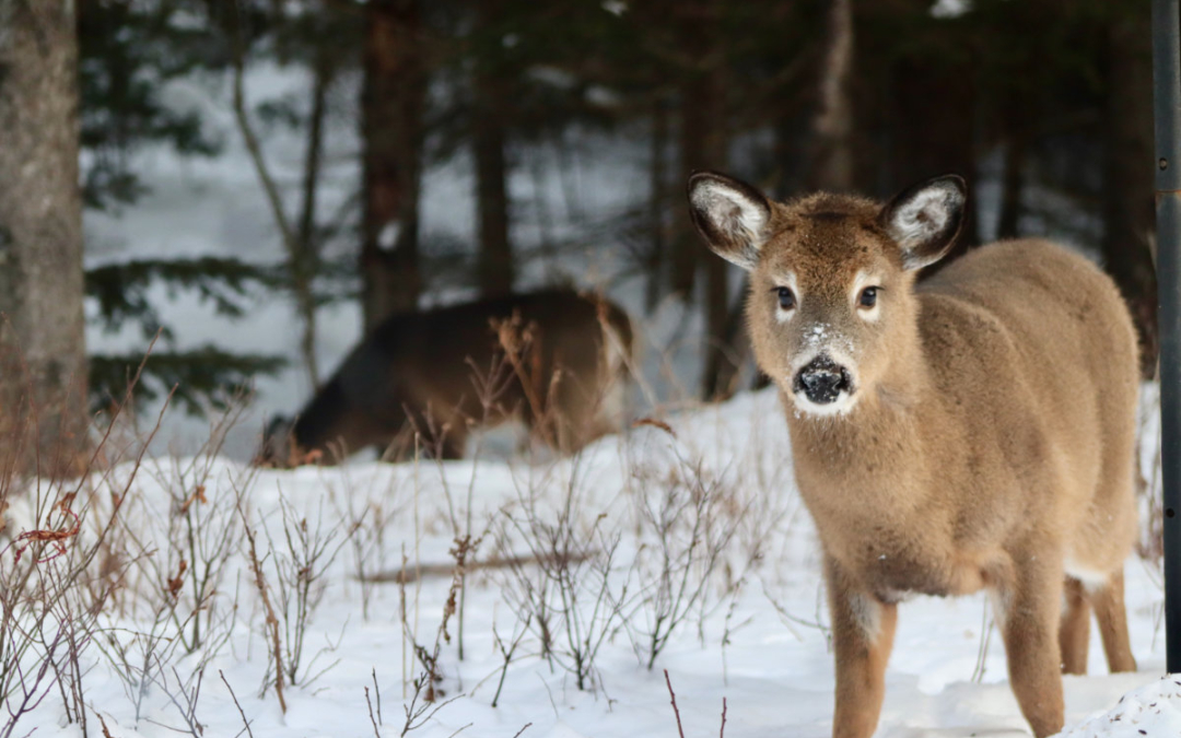 A Sunday Morning Glimmer