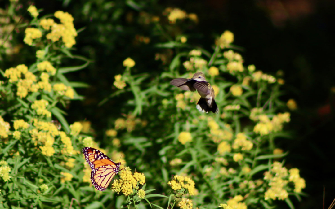 Photo-bombed by a Hummer