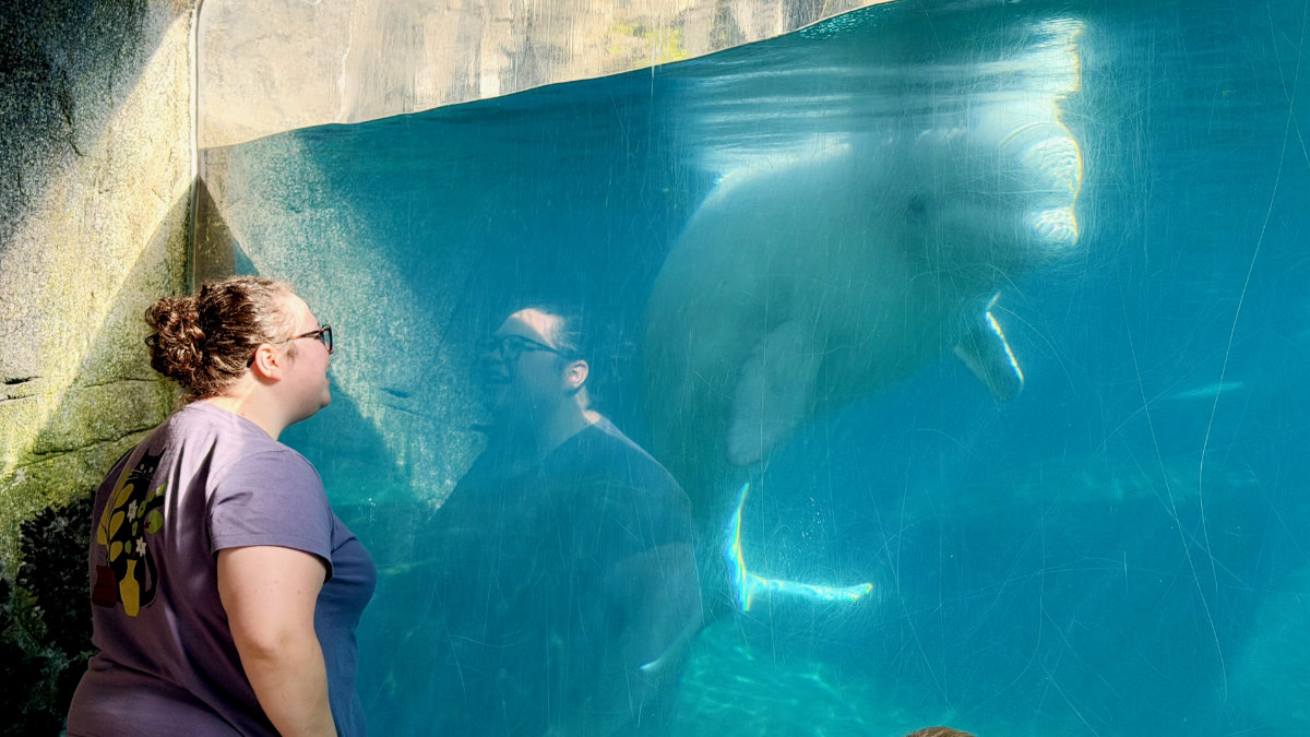 beluga