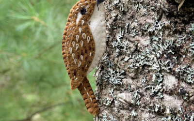 The Solitary Brown Creeper