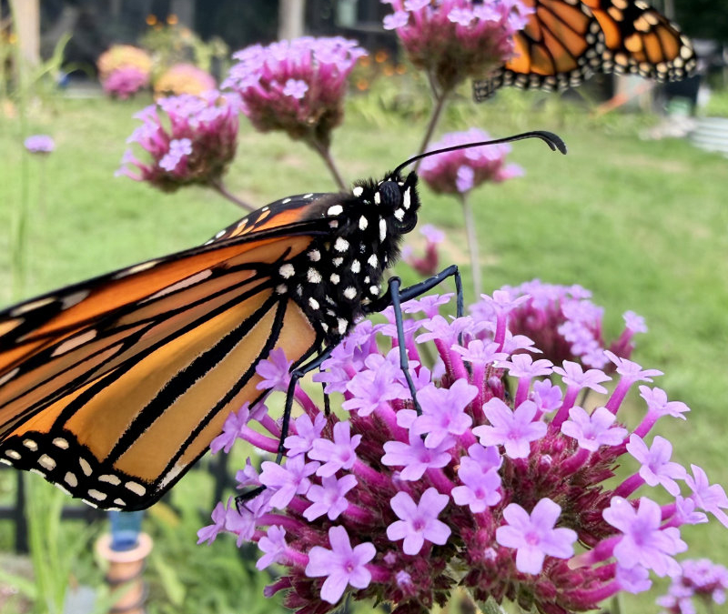 The 2026 Monarch Season