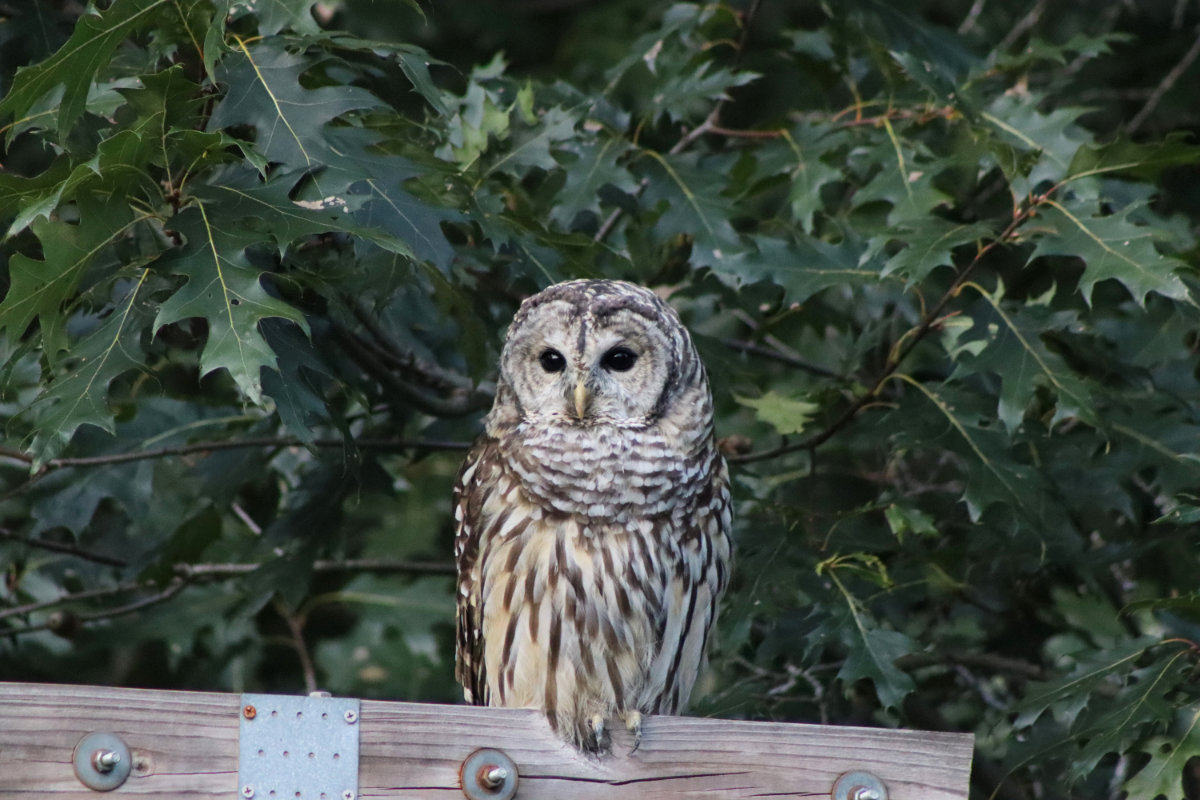 owl_2294