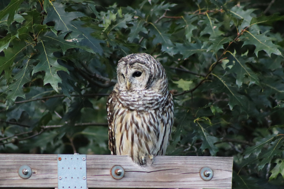 owl_2314