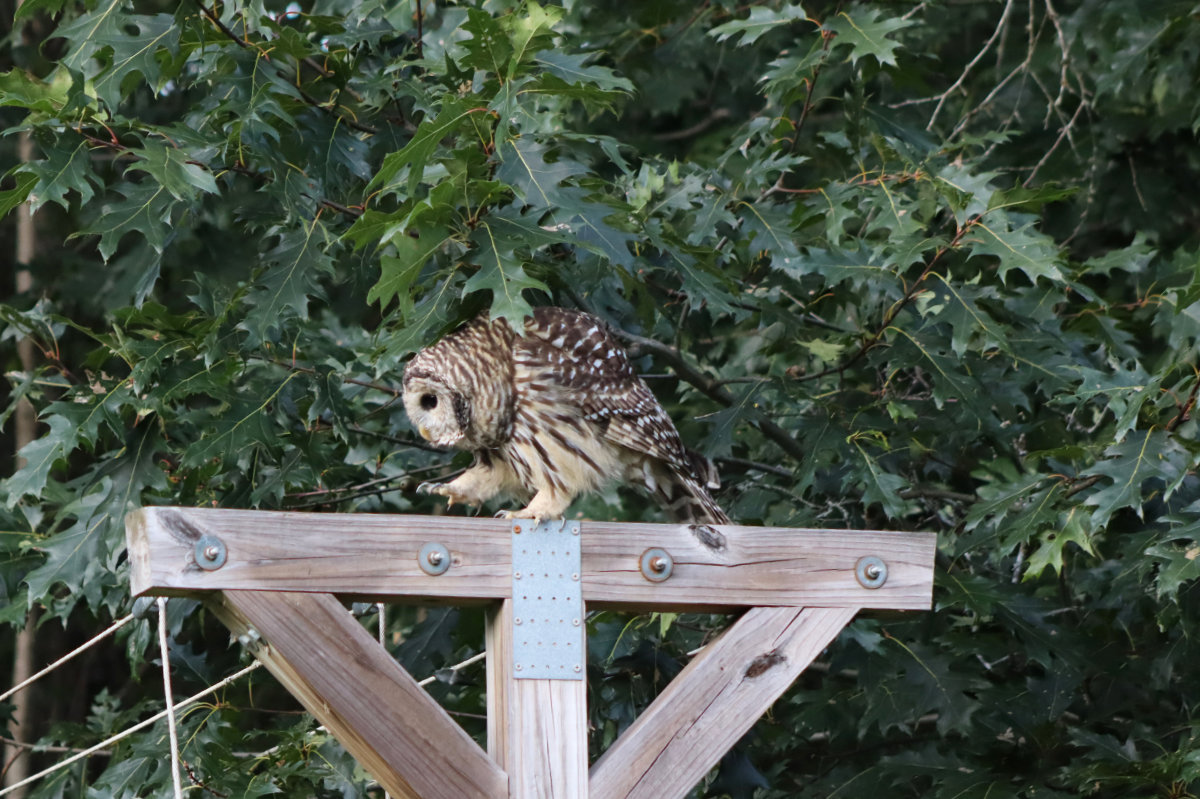 owl_2337