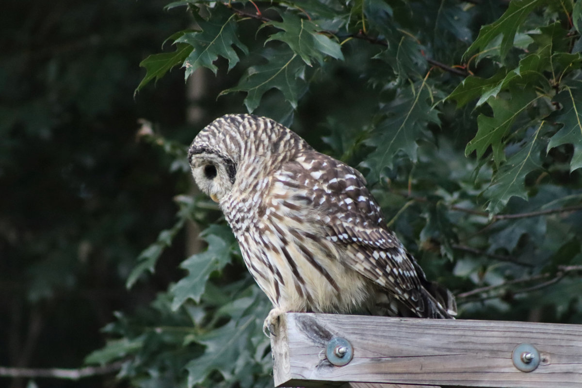 owl_2363
