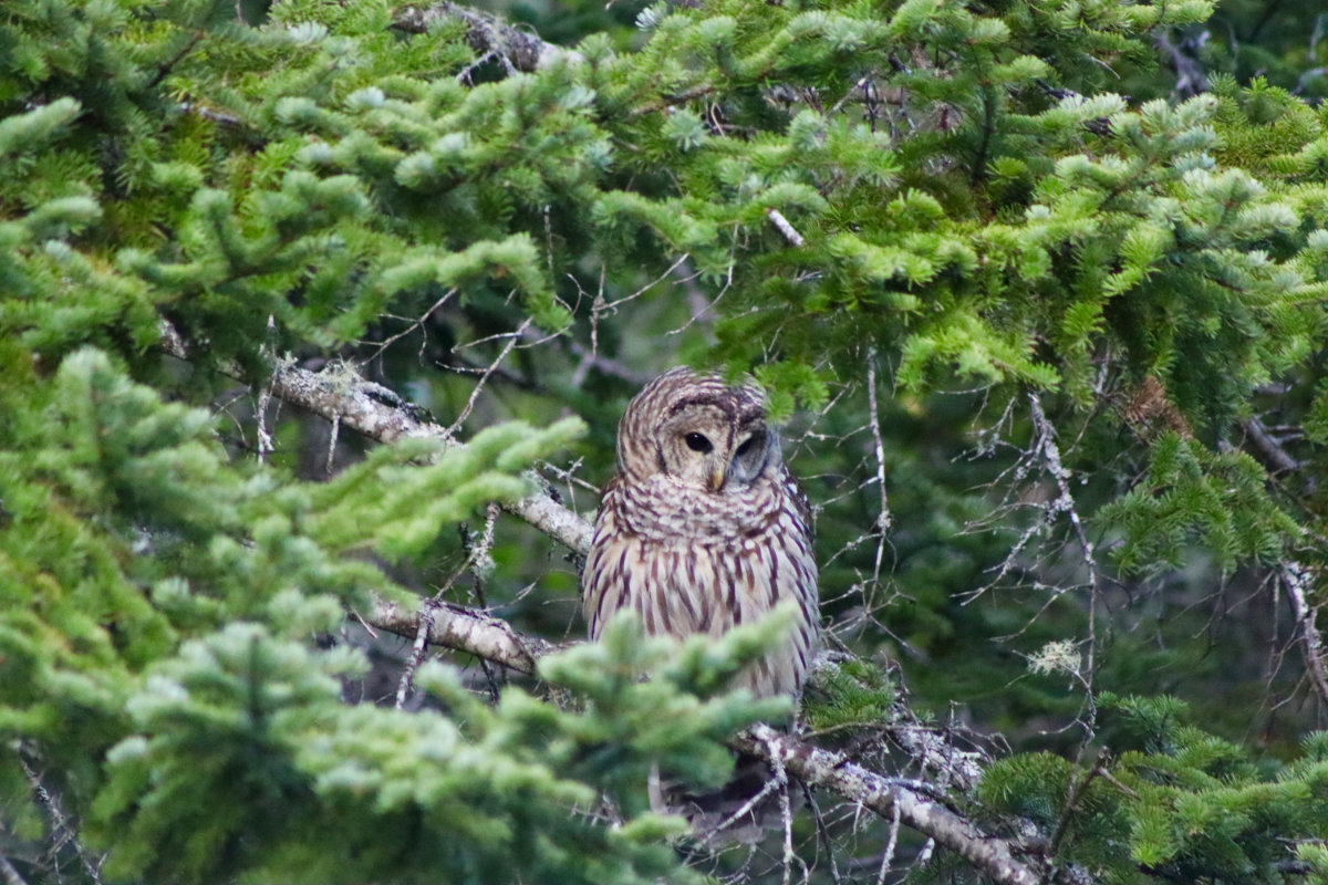 owl_2384