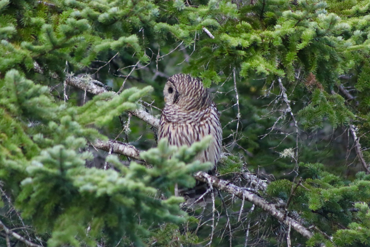 owl_2385
