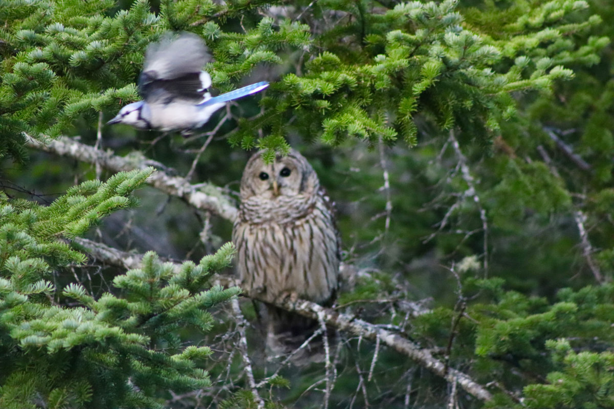 owl_2391