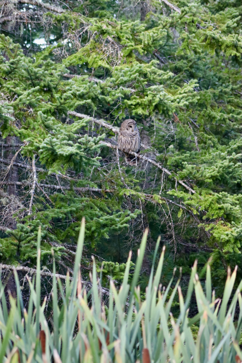 owl_2406