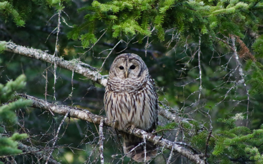 September Owl