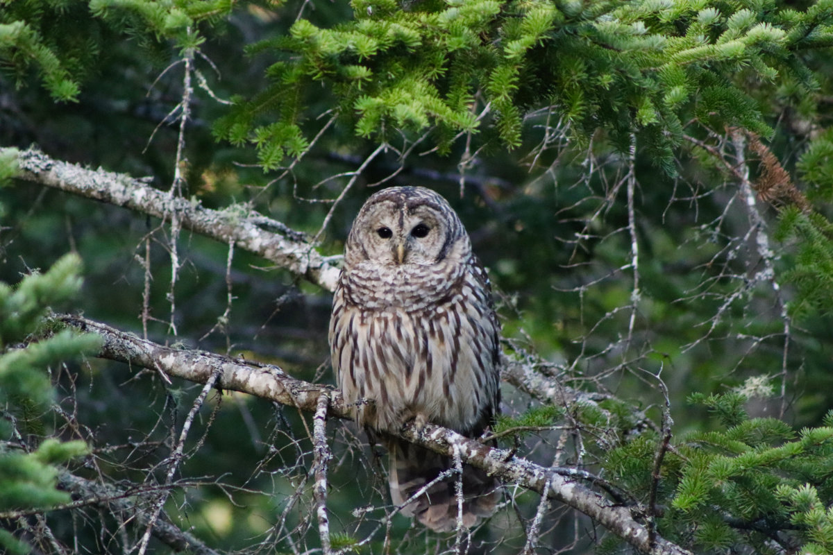 owl_2416