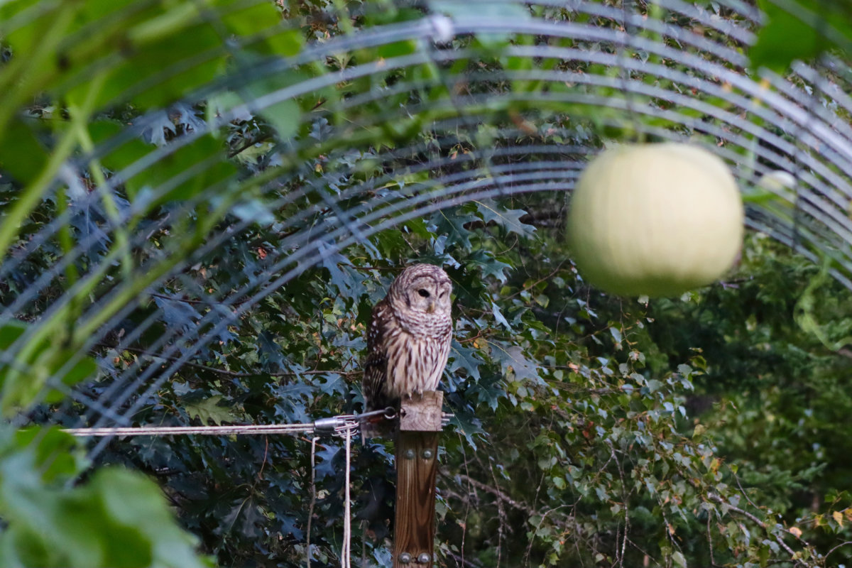 owl_2439