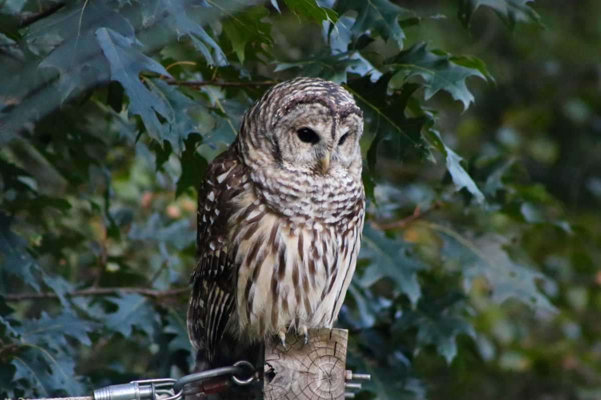 owl_2440