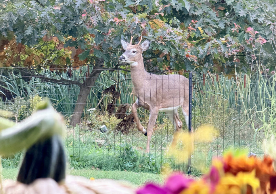 Morning Coffee and a Baby Buck