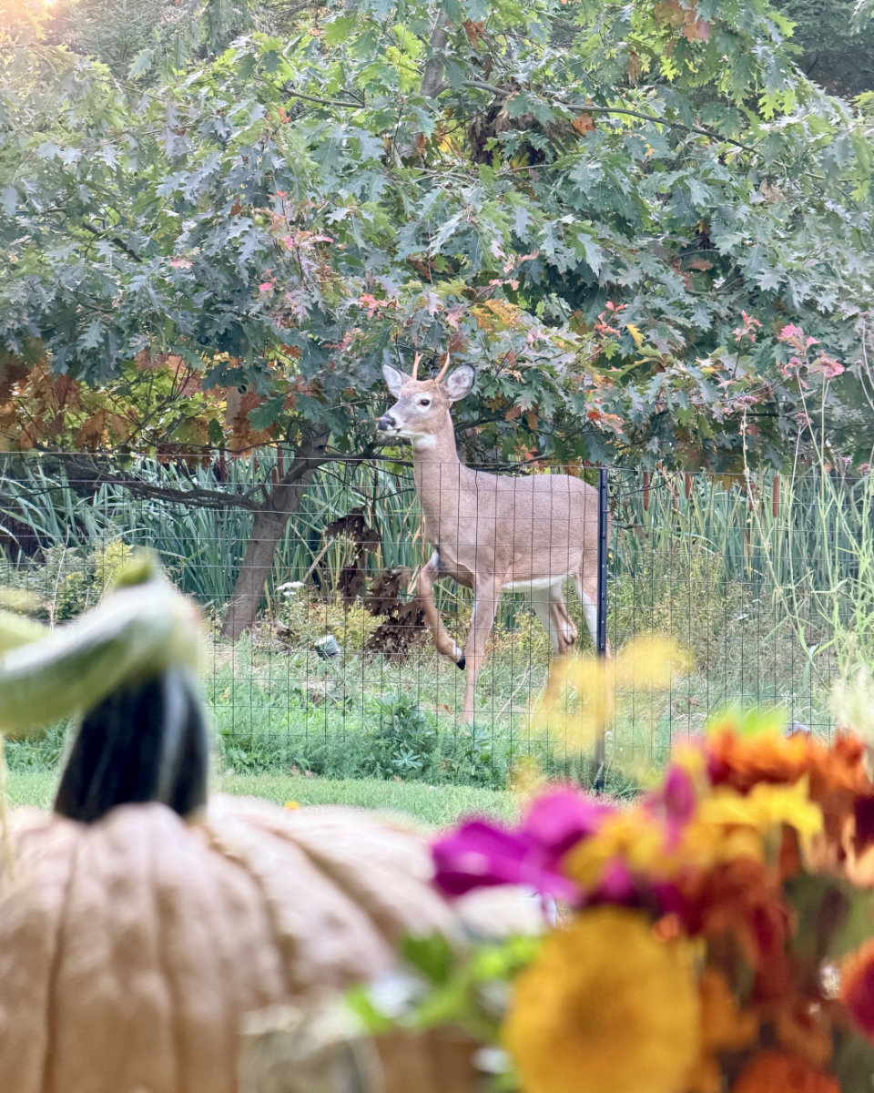 white-tailed deer tiny buck