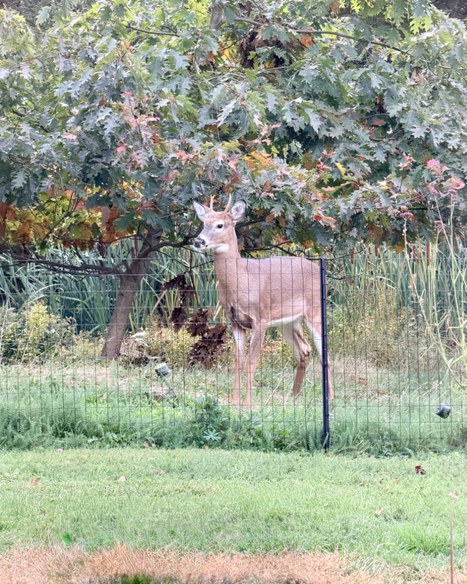 white-tailed deer tiny buck