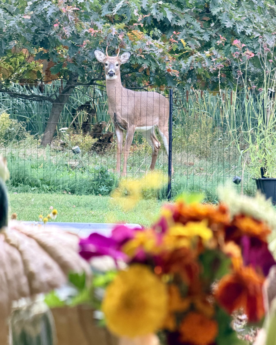 white-tailed deer tiny buck