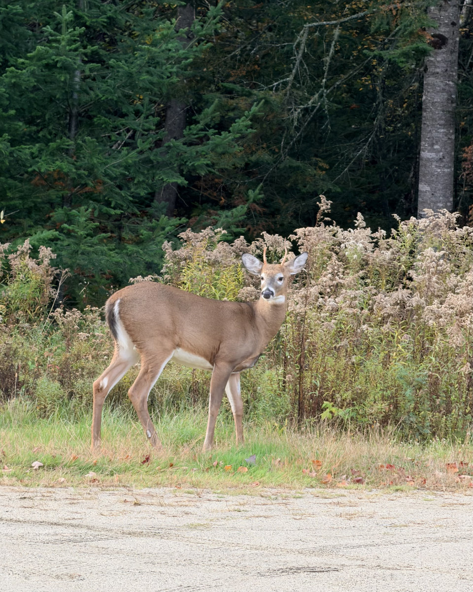 white-tailed deer tiny buck
