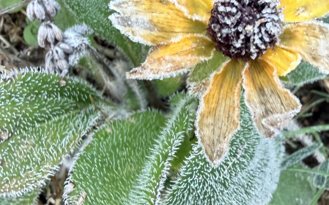 Frost On the Pumpkin!