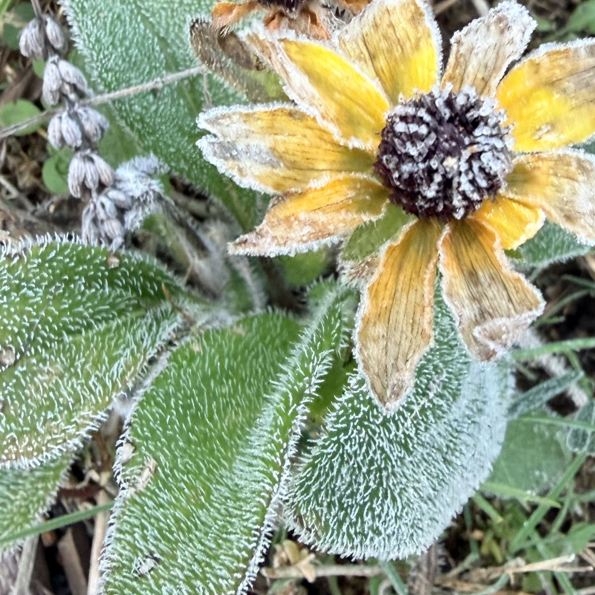 frost black eyed susan