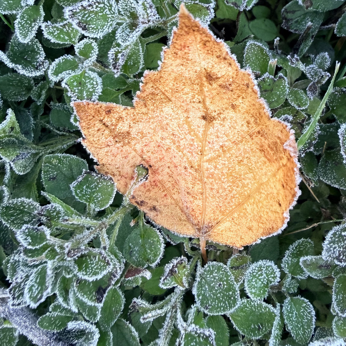 frost maple leaf