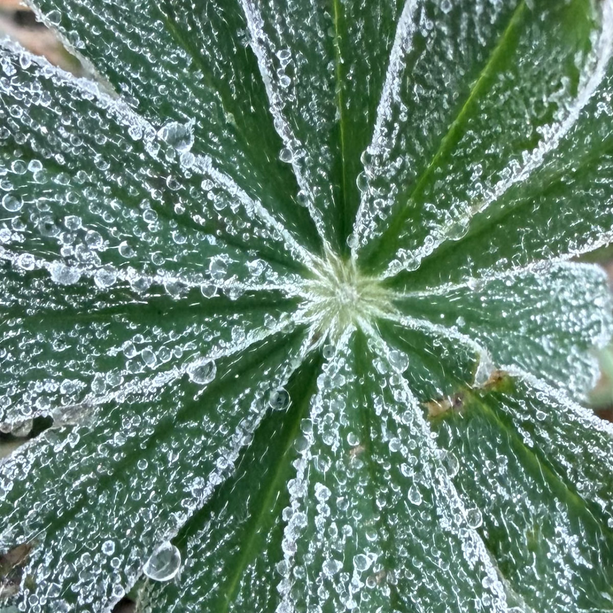 frost on lupin leaf