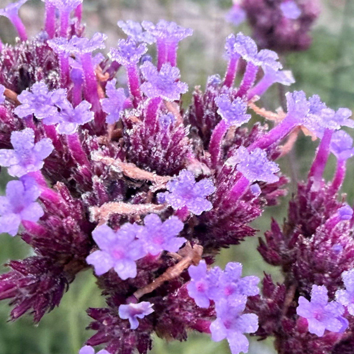 frost on verbena