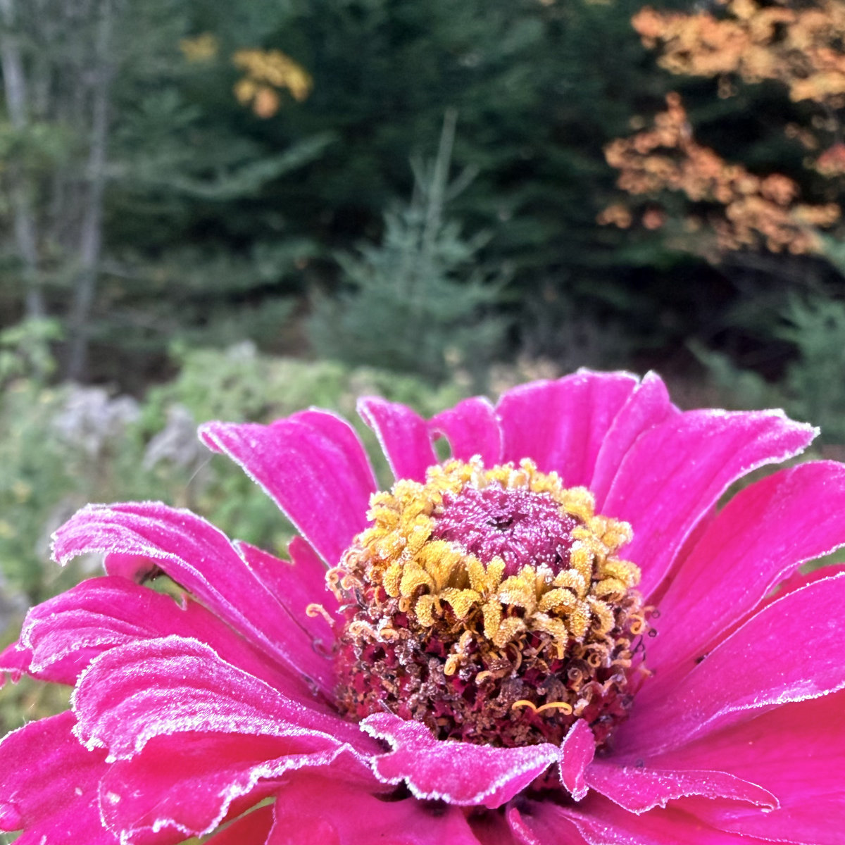 frost on zinnia
