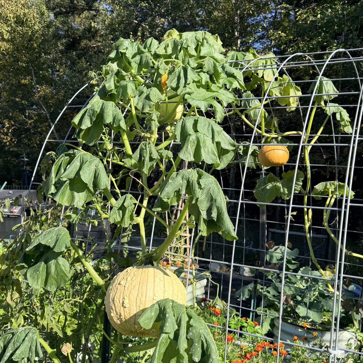 frosted pumpkin vine