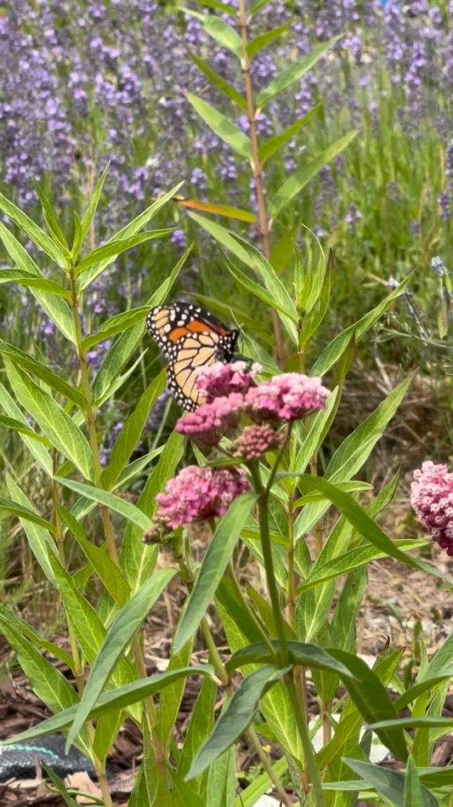 Black Swallowtail Butterfly | Downeast Thunder Farm